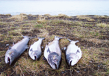 рыбалка в исландии