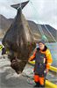 Рекордный улов в Исландии